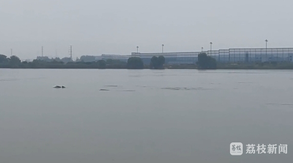 杨方配资 11头江豚集体现身“游长江”