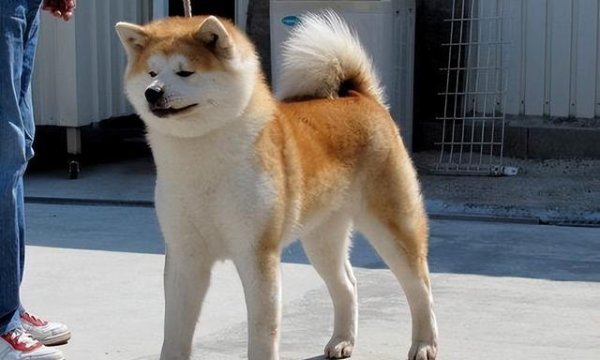 米牛配资 再有钱也不能养！为什么要禁养“秋田犬”，你知道原因吗？