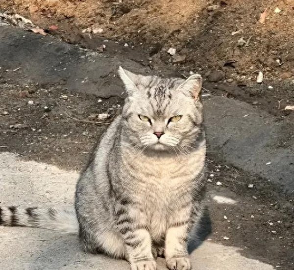 鑫旺资管 街角银渐层猫不怕人蹭手心，流浪真相却让人心酸落泪